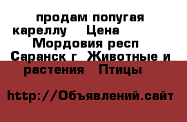 продам попугая кареллу  › Цена ­ 2 000 - Мордовия респ., Саранск г. Животные и растения » Птицы   